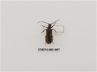 藏品(天牛科(一)台灣)的圖片